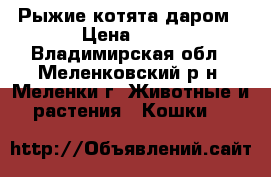 Рыжие котята даром › Цена ­ 10 - Владимирская обл., Меленковский р-н, Меленки г. Животные и растения » Кошки   